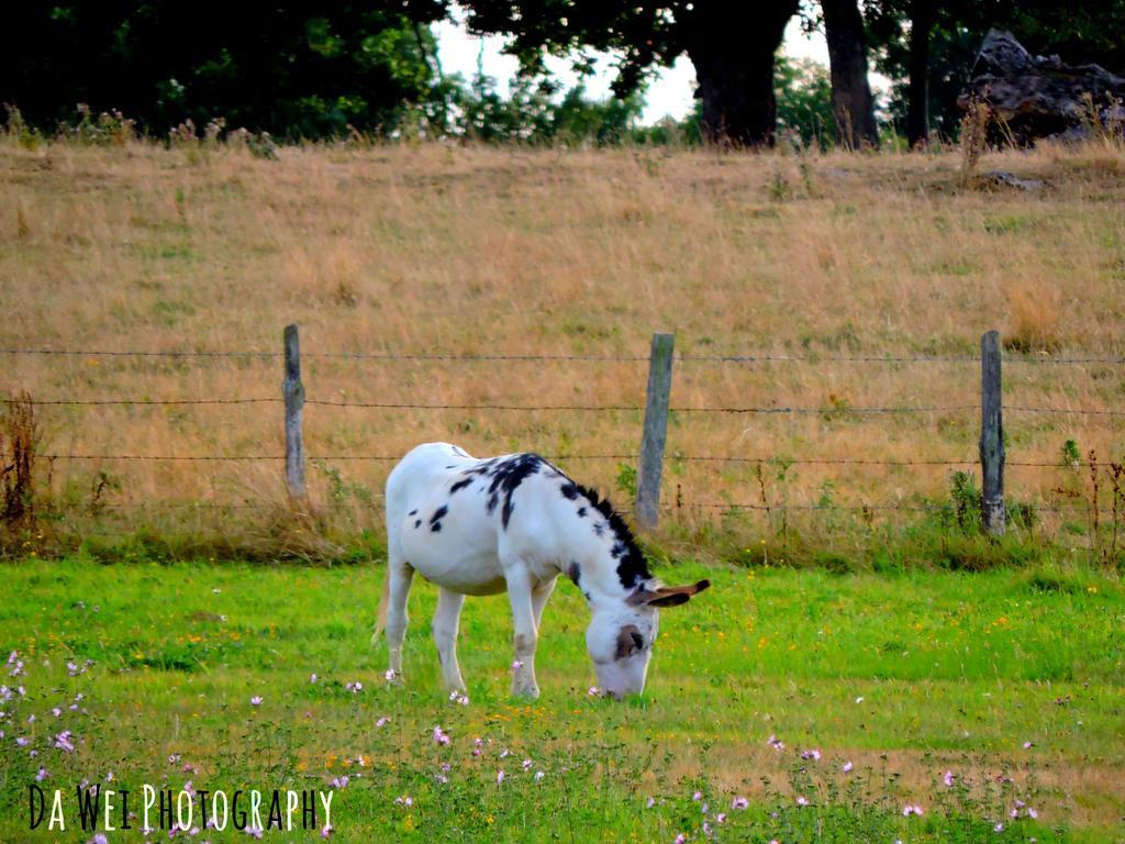 Gite Le Bourgneuf Fresnay-sur-Sarthe Exterior foto